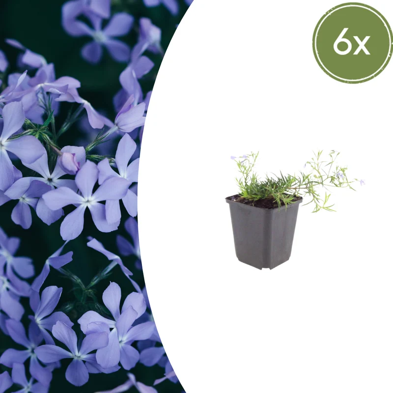 6x Phlox (S) 'Emerald Cushion Blue'