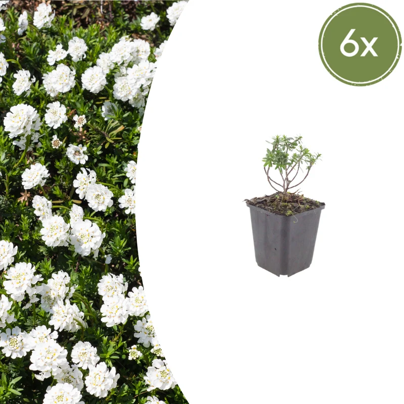 6x Iberis semp. 'Schneeflocke'