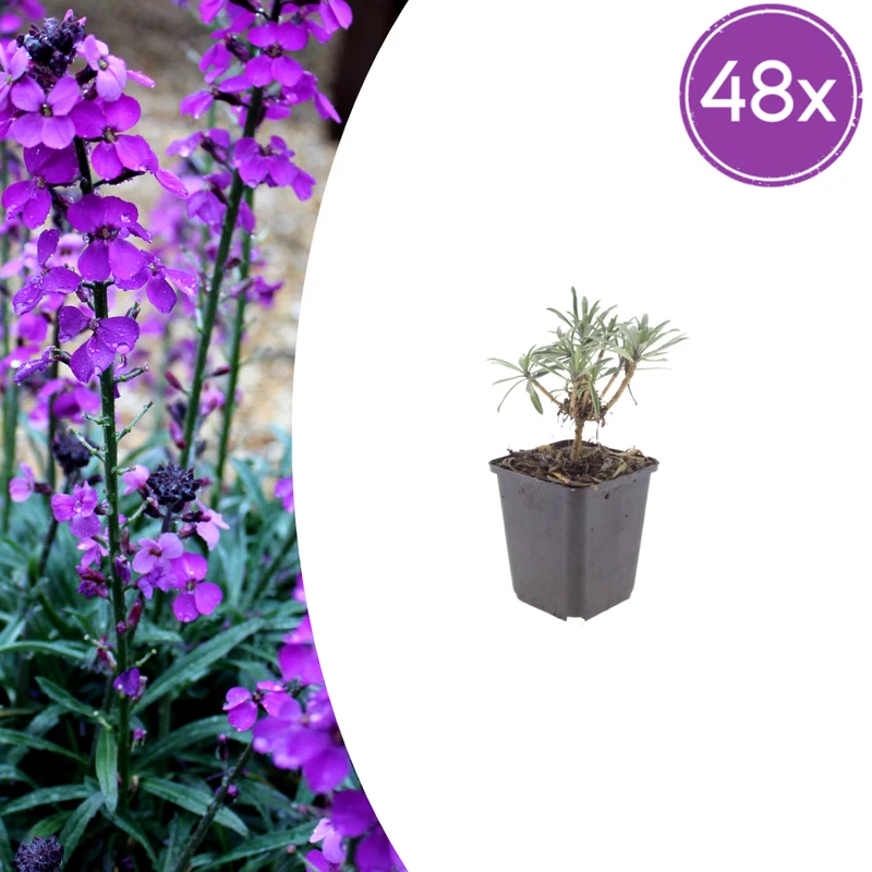 48x Erysimum 'Bowles' Mauve'