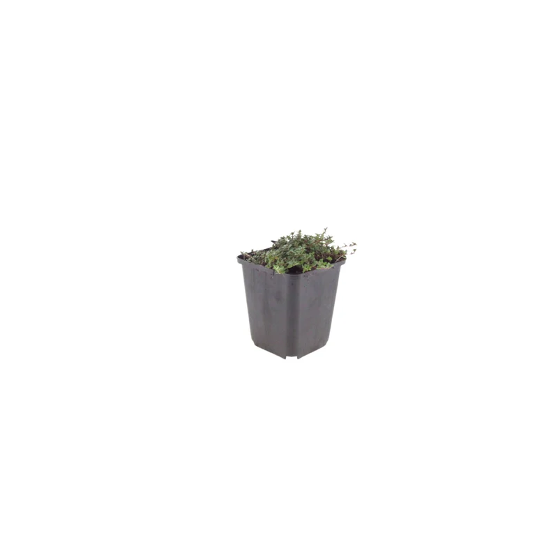 48x Thymus praecox 'Coccineus'