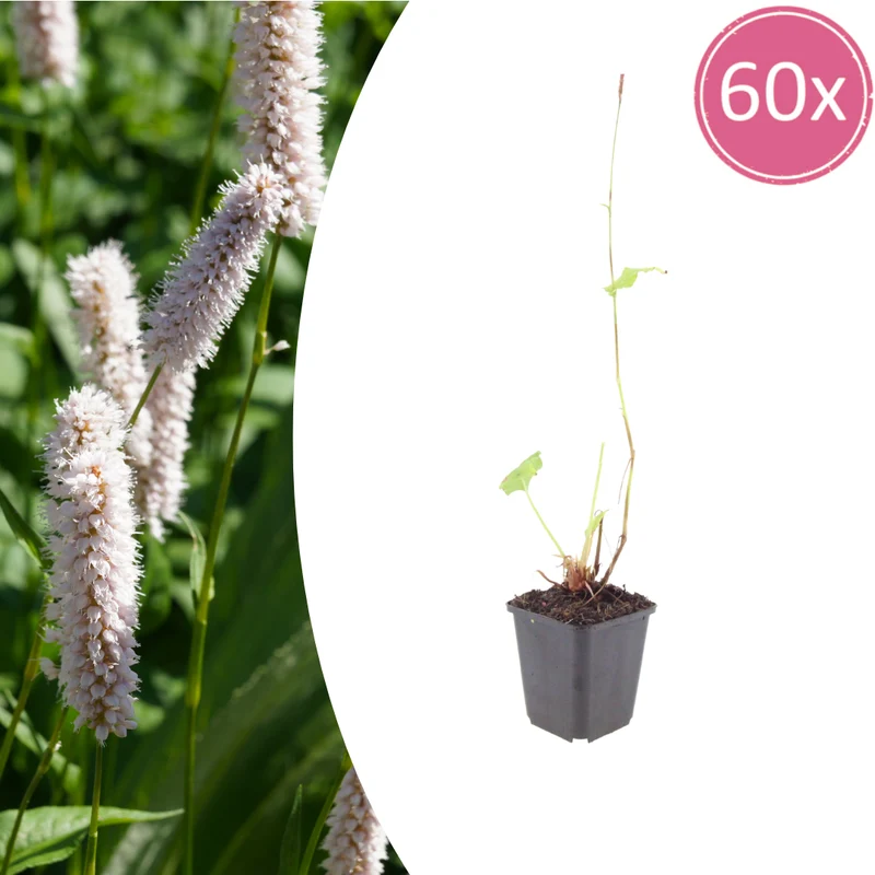 60x Persicaria bistorta 'Superba'