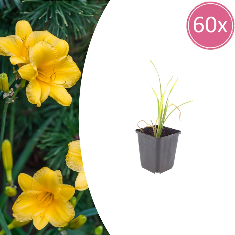 60x Hemerocallis 'Stella de Oro'