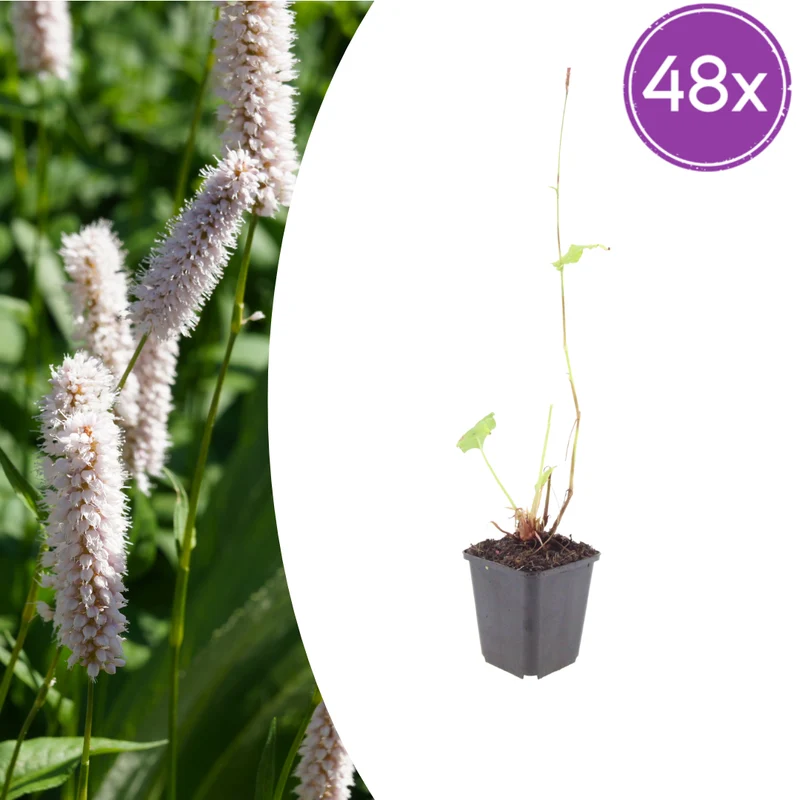 48x Persicaria bistorta 'Superba'