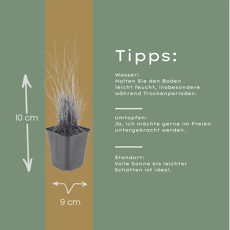 6x Calamagrostis brachytricha