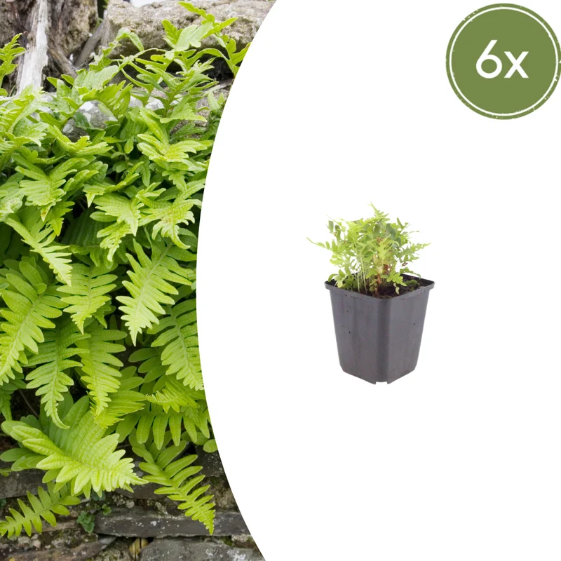 6x Polypodium vulgare