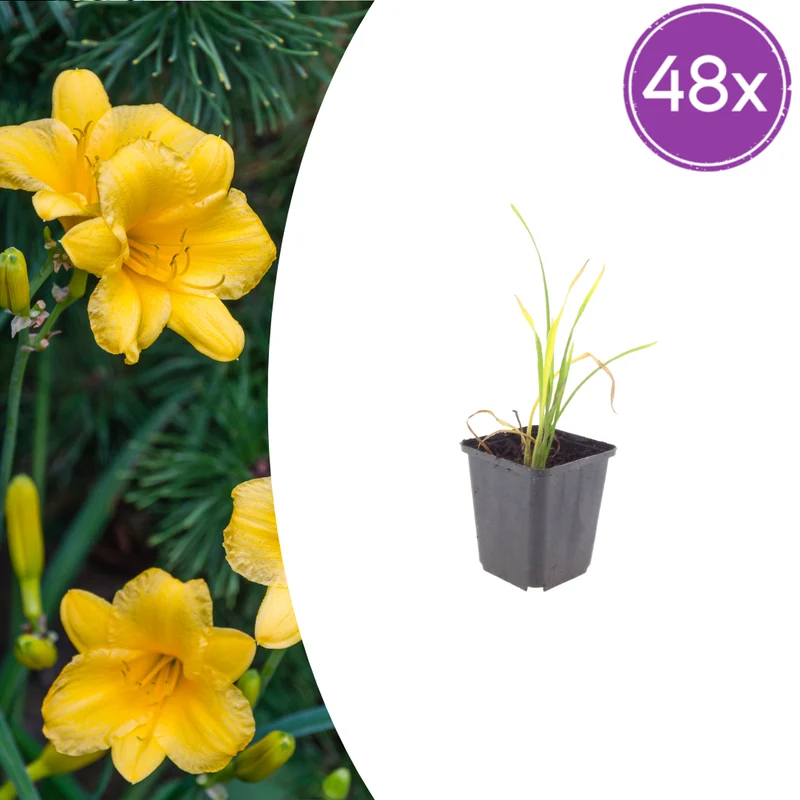 48x Hemerocallis 'Stella de Oro'