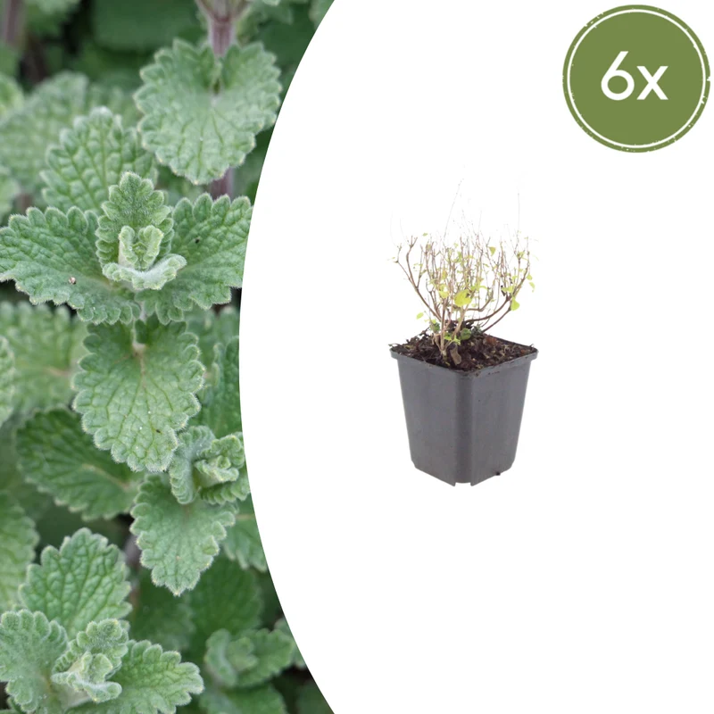 6x Calamintha n. nepeta