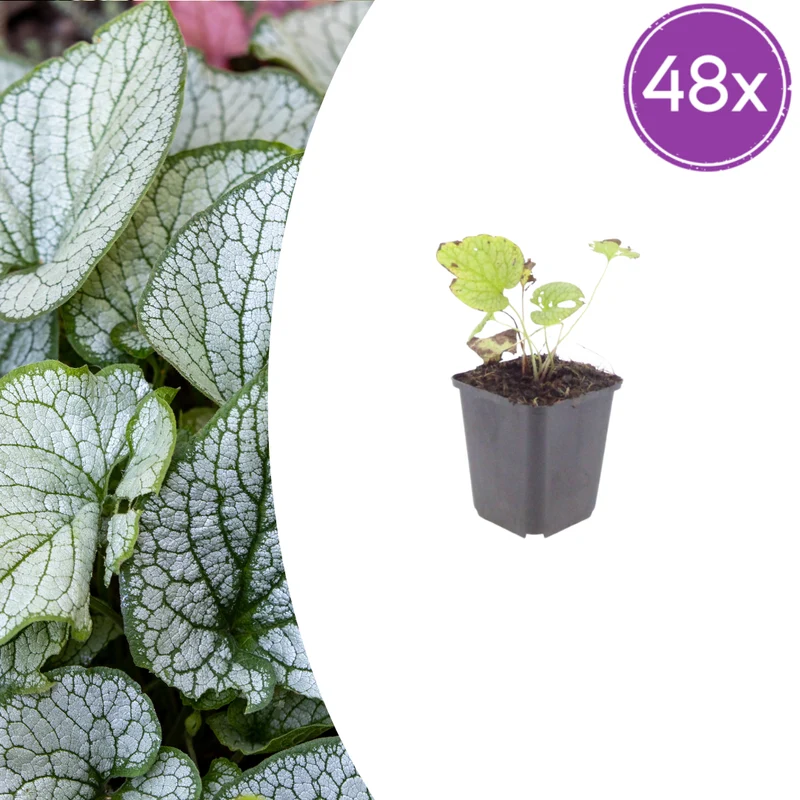 48x Brunnera macr. 'Jack Frost'