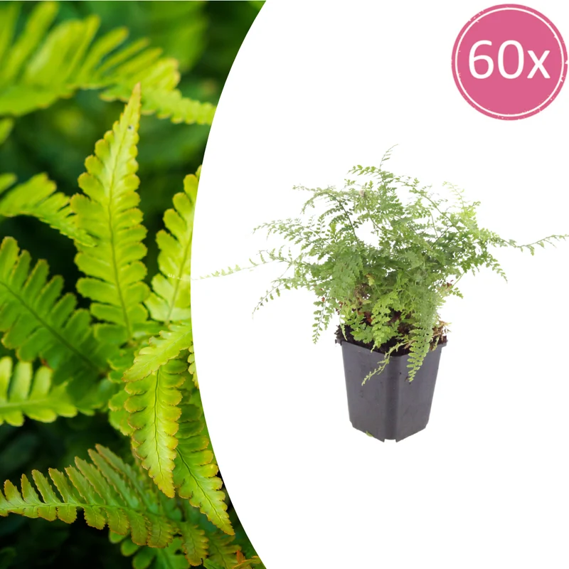 60x Polystichum set. 'Herrenhausen'