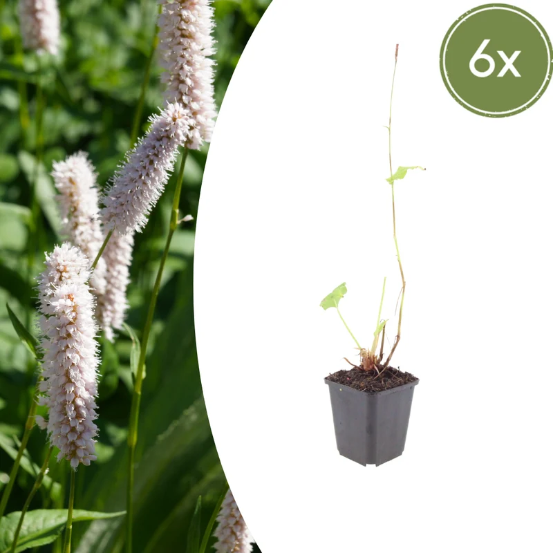 6x Persicaria bistorta 'Superba'
