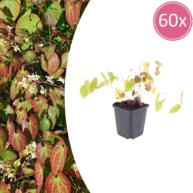 60x Epimedium y. 'Niveum'