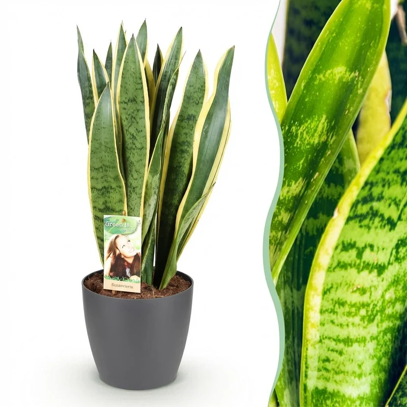 Sansevieria Laurentii