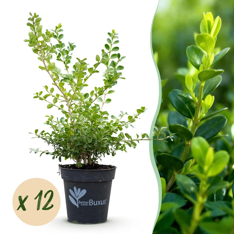 BetterBuxus Babylon Beauty, buxusvervanger resistent tegen buxusschimmel