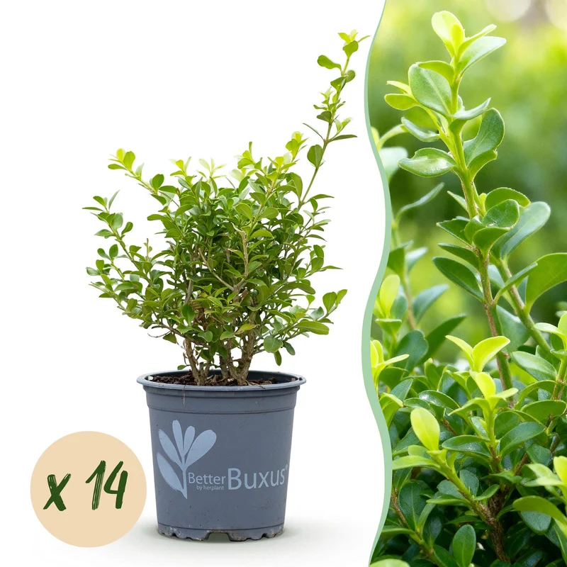 BetterBuxus Babylon Beauty, buxusvervanger resistent tegen buxusschimmel