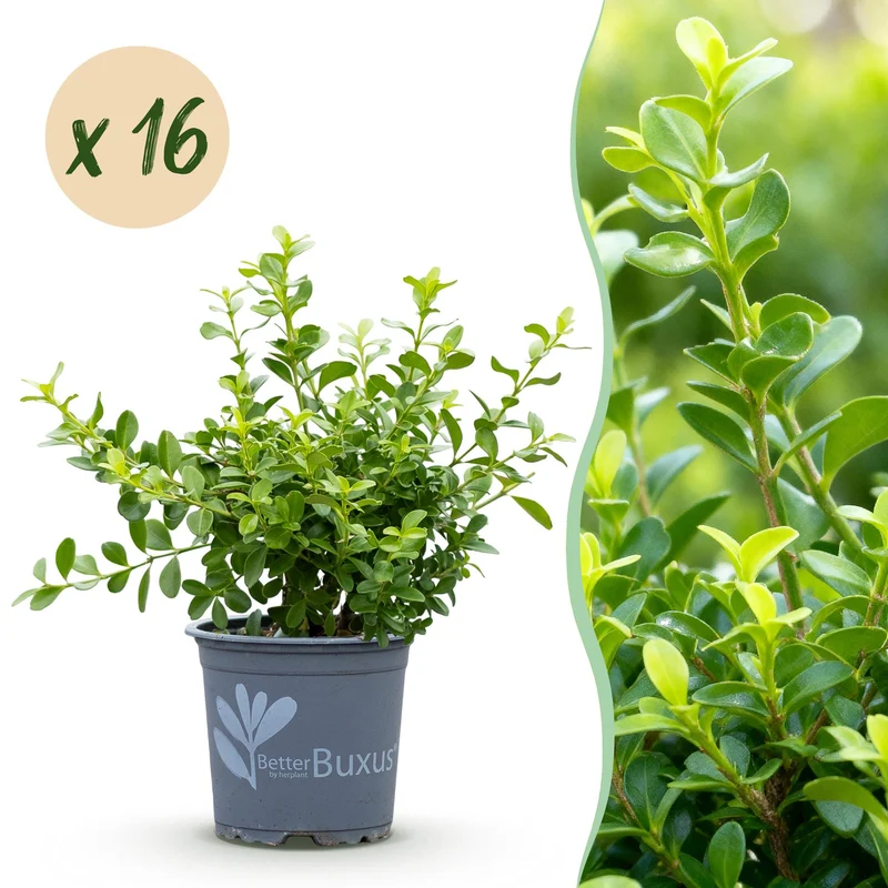 BetterBuxus Babylon Beauty, buxusvervanger resistent tegen buxusschimmel
