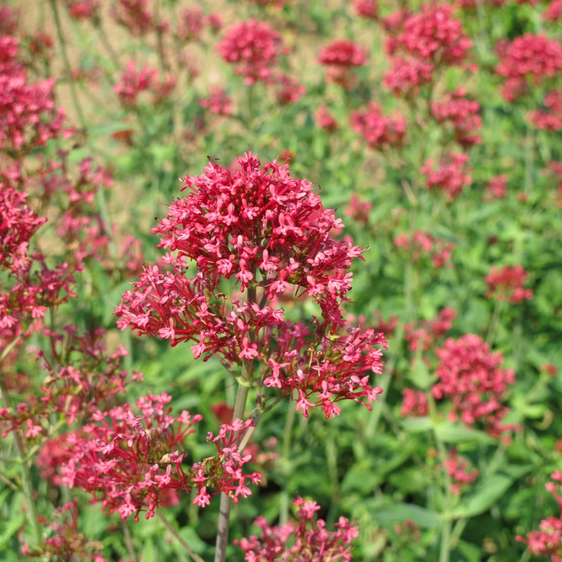 60x Centranthus ruber 'Coccineus'