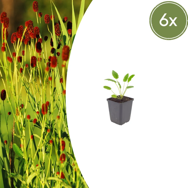 6x Sanguisorba o. 'Tanna'
