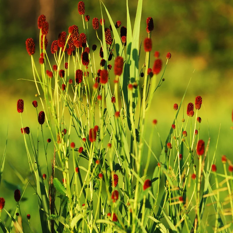 12x Sanguisorba o. 'Tanna'