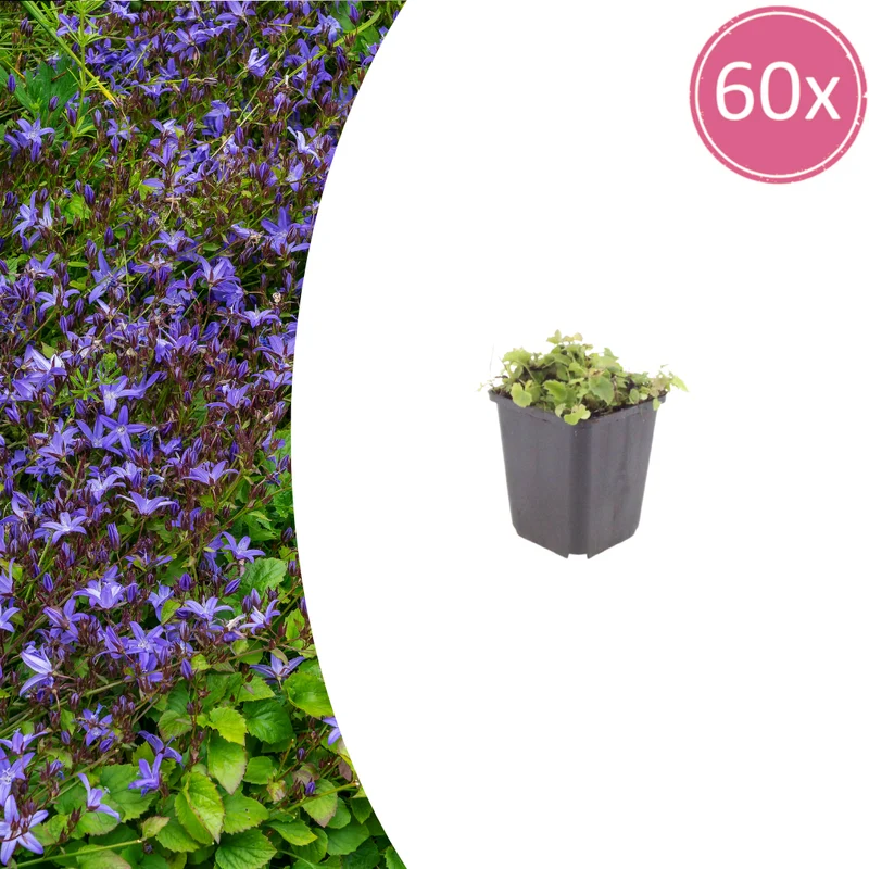 60x Campanula poscharskyana