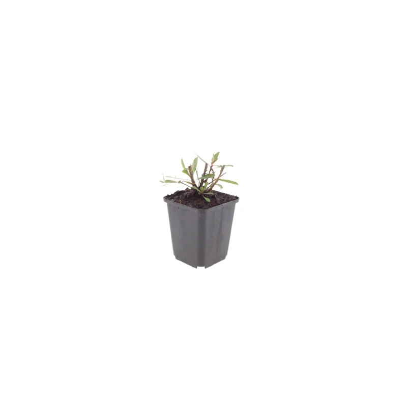 12x Gaura l. 'Whirling Butterflies'