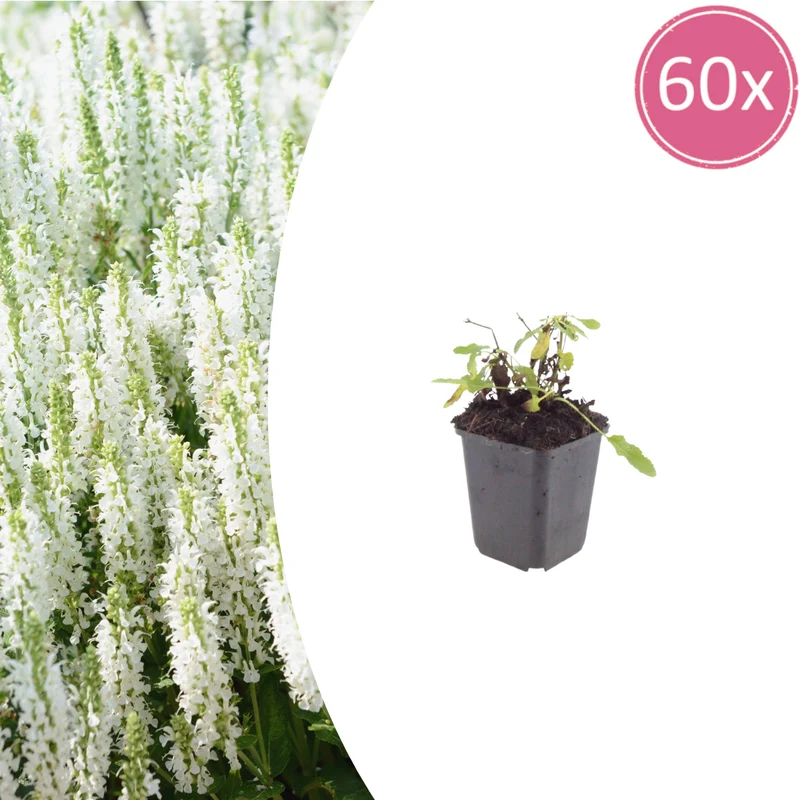 60x Salvia n. 'Schneehugel'