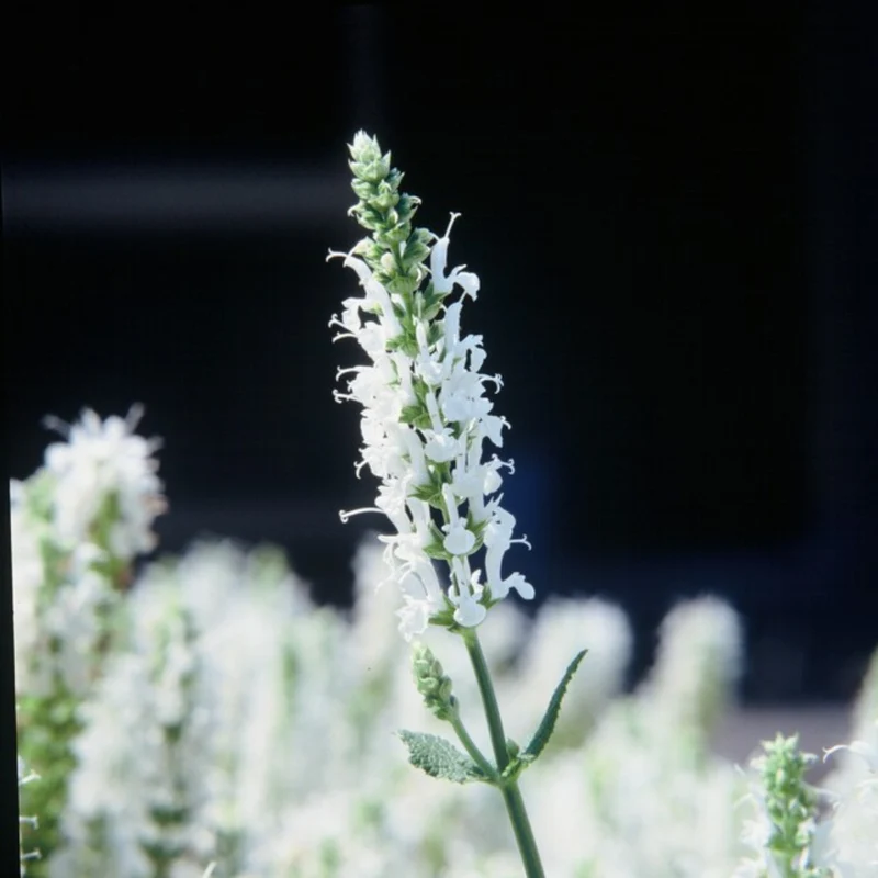 12x Salvia n. 'Schneehugel'
