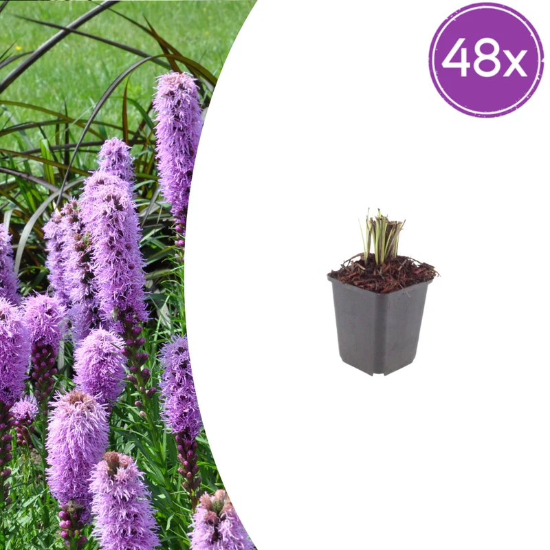 48x Liatris spicata