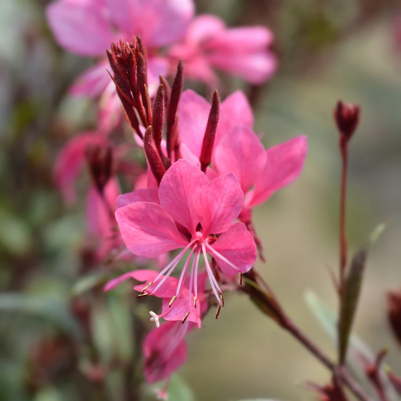 6x Gaura l. 'Siskiyou Pink'