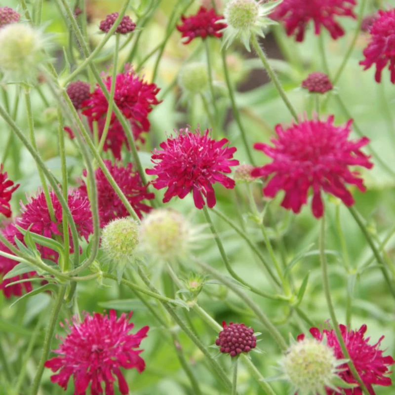 48x Knautia macedonica