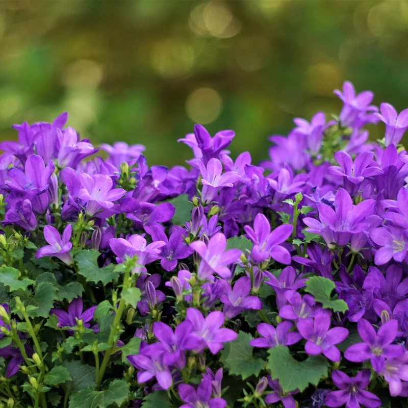 24x Campanula portenschlagiana