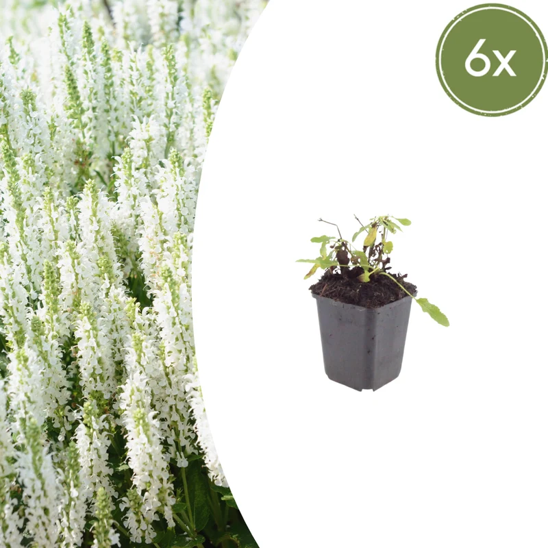 6x Salvia n. 'Schneehugel'