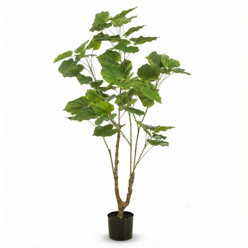Ficus Umbrella boom