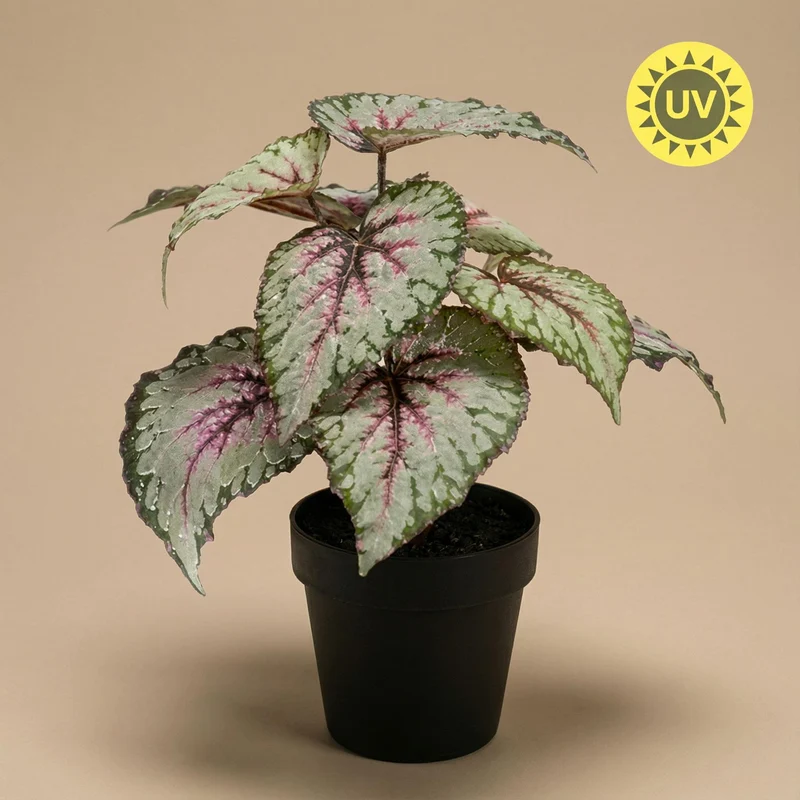 Begonia