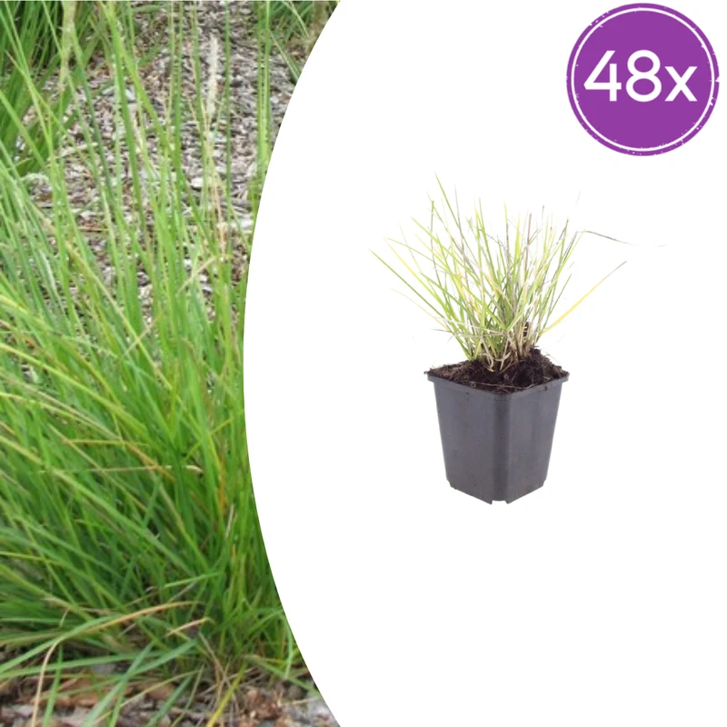 48x Sesleria autumnalis