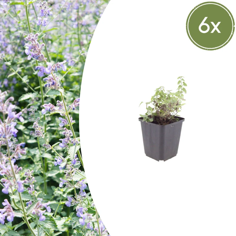 6x Nepeta faassenii