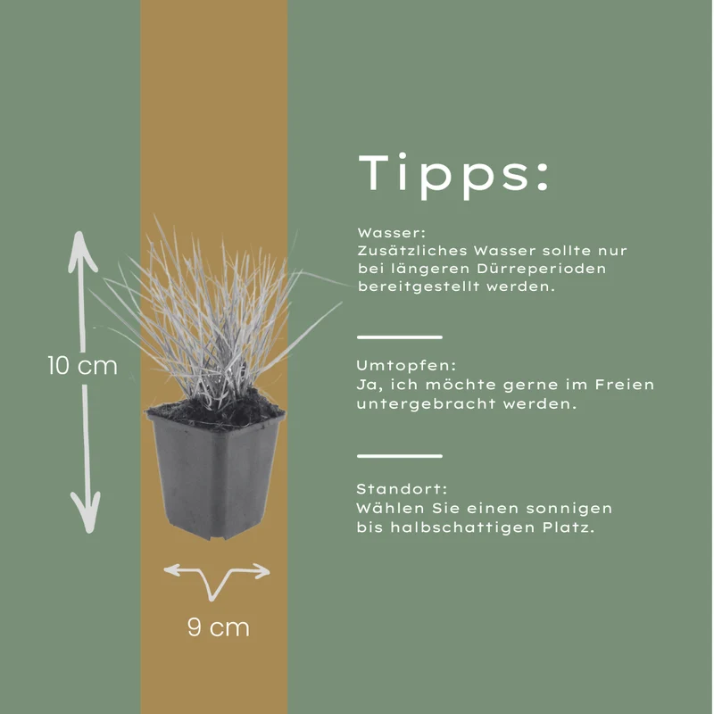 24x Sesleria autumnalis