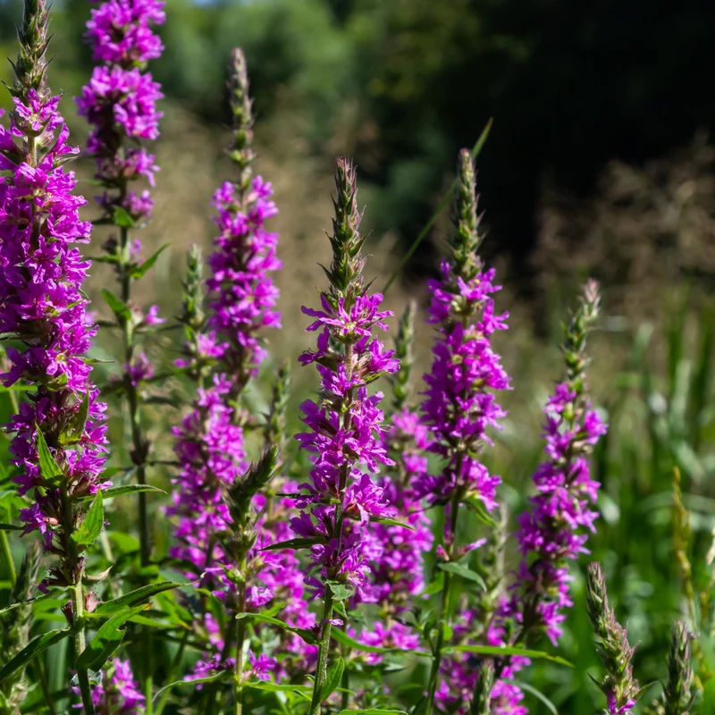 6x Lythrum salicaria