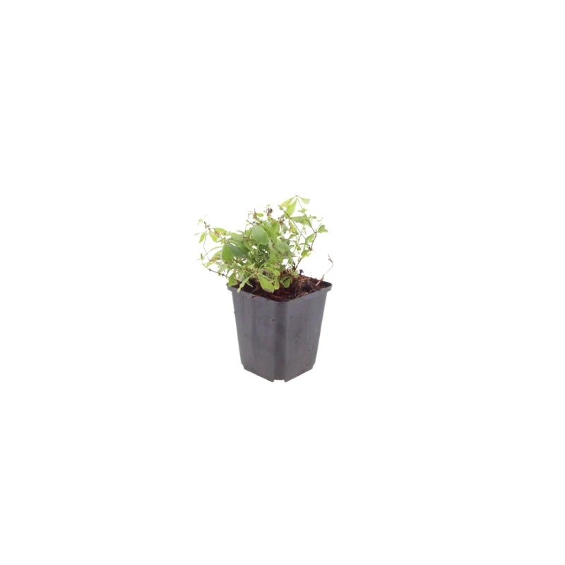 60x Galium odoratum