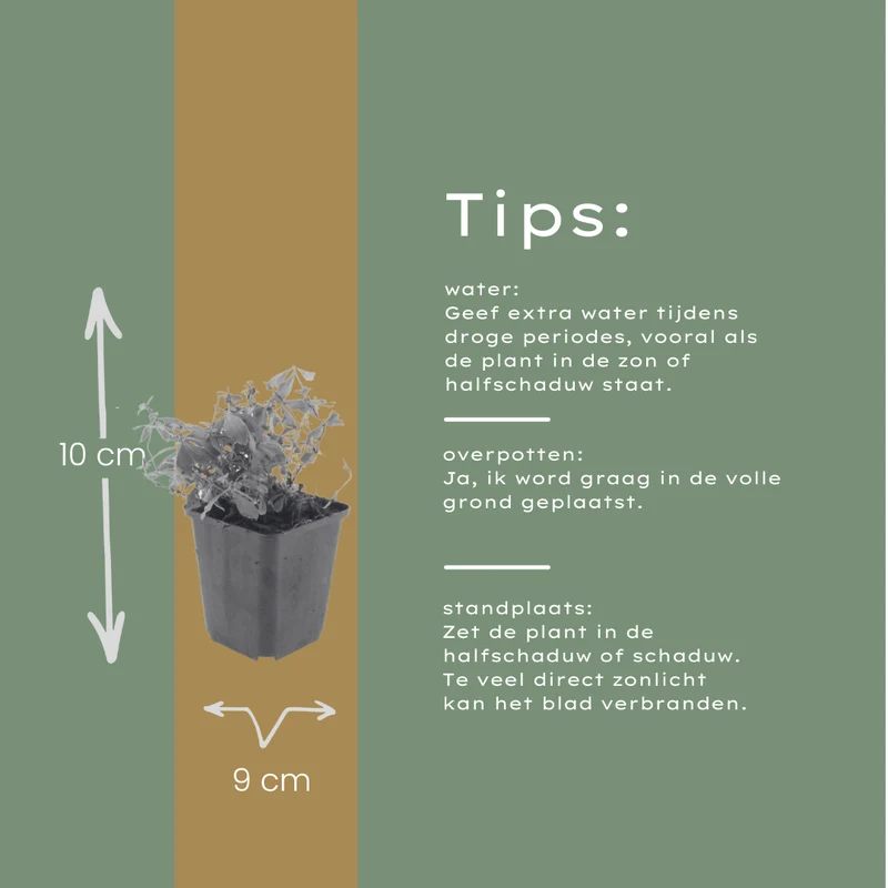12x Galium odoratum