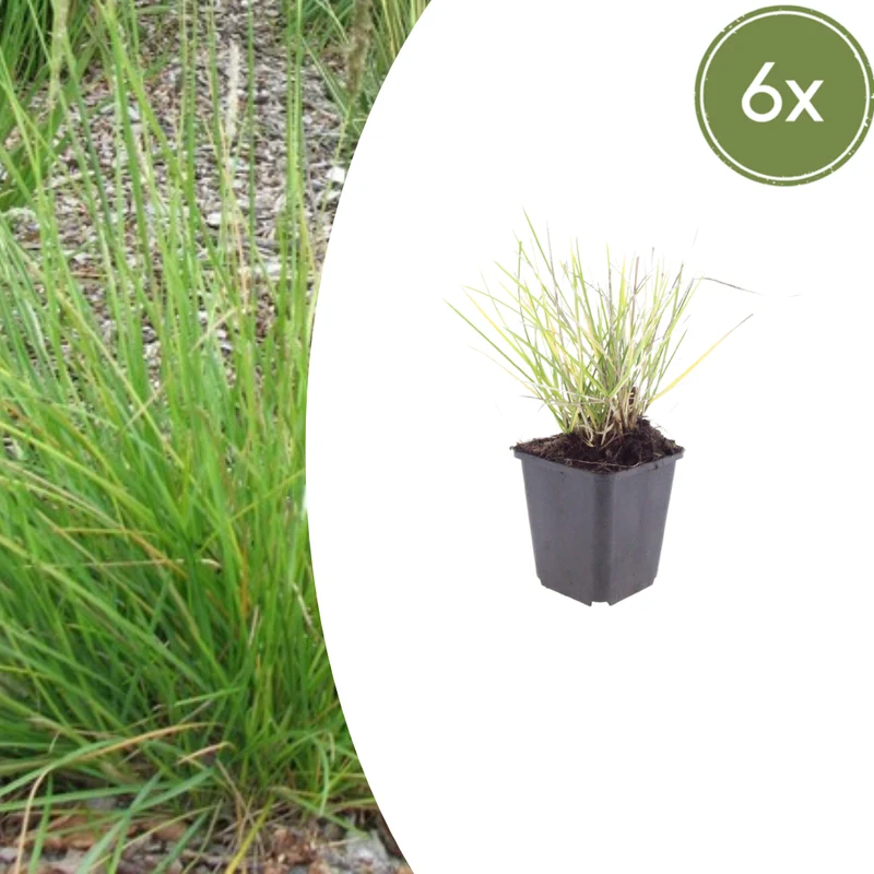 6x Sesleria autumnalis