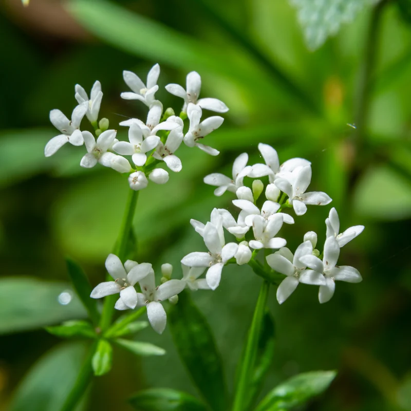 24x Galium odoratum