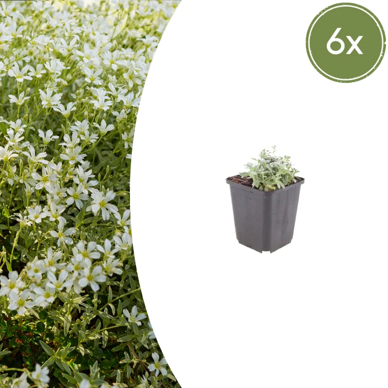 6x Cerastium tomentosum