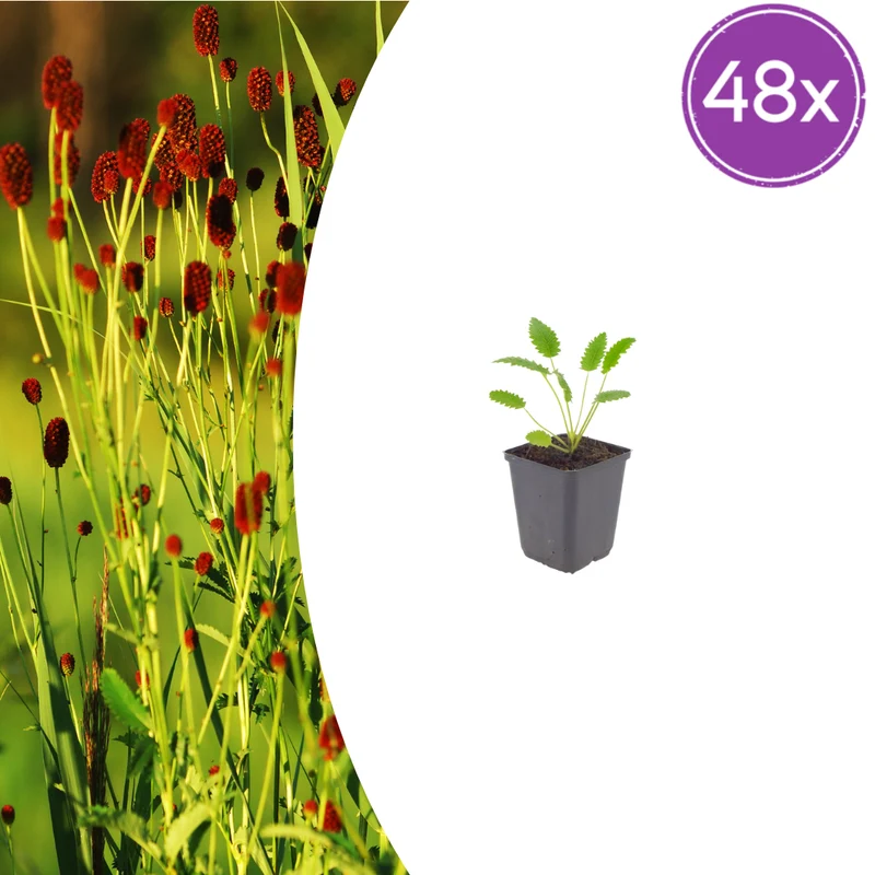 48x Sanguisorba o. 'Tanna'