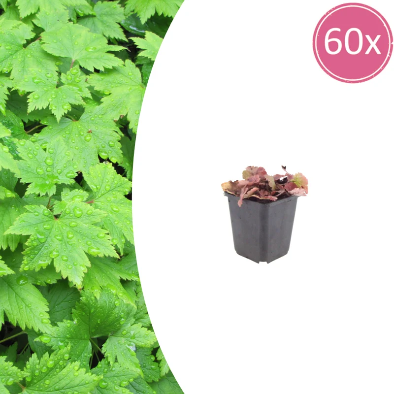 60x Tiarella cordifolia