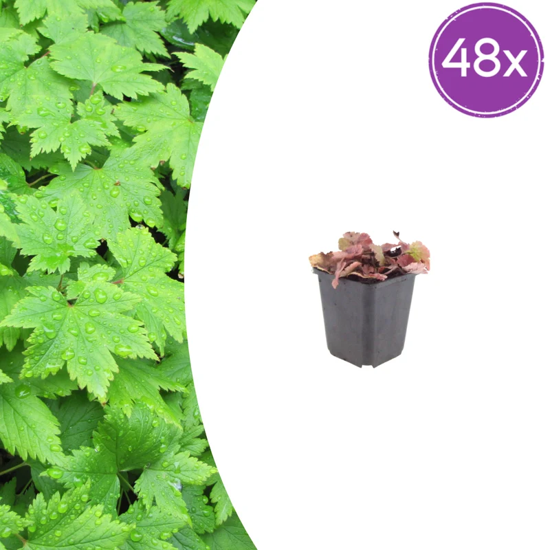 48x Tiarella cordifolia