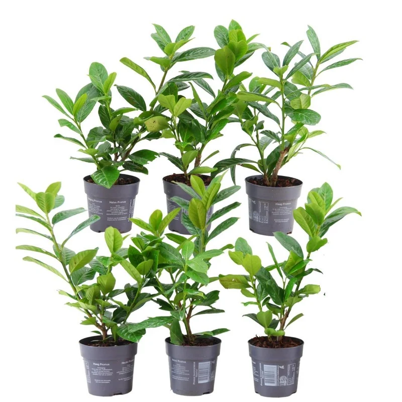 1 meter Laurierkers haag - Prunus laurocerasus 'Novita' - Set van 6 haagplanten - Groenblijvende haag