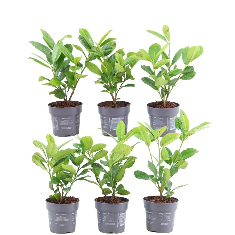1 meter Laurierkers haag - Prunus laurocerasus 'Rotundifolia' - Set van 6 haagplanten - Groenblijvende haag