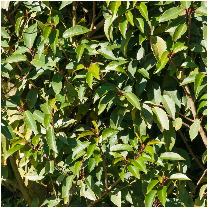 24x Prunus lusitanica 'Angustifolia'