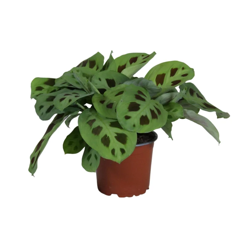 PROMO - Maranta Leuconeura Kerchoveana