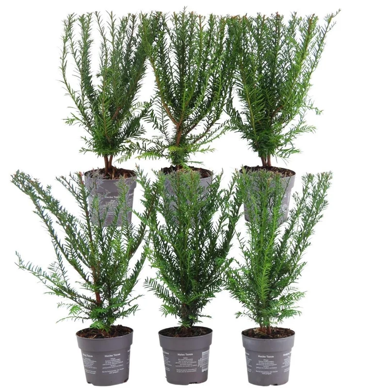 1 meter Venijnboom haag - Taxus baccata - Set van 6 haagplanten - Groenblijvende haag